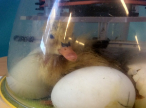 duckling
