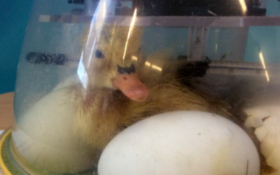 Burbage Primary School’s Latest Addition
